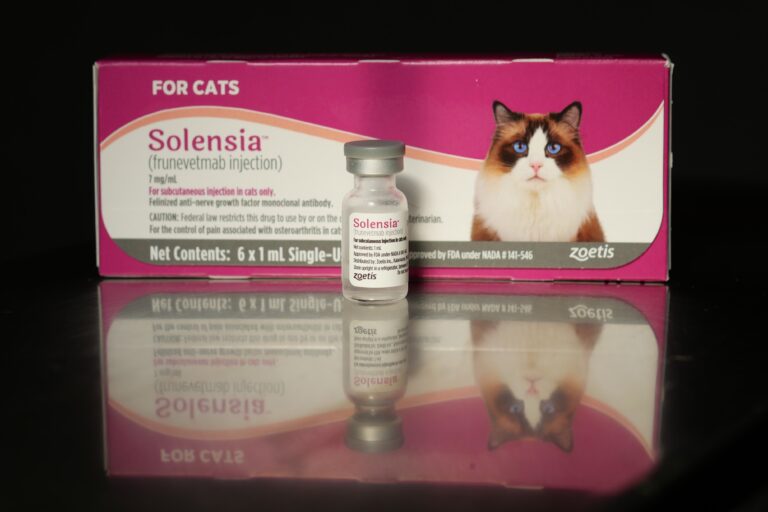 Solensia for Cats Evesham Veterinary Clinic