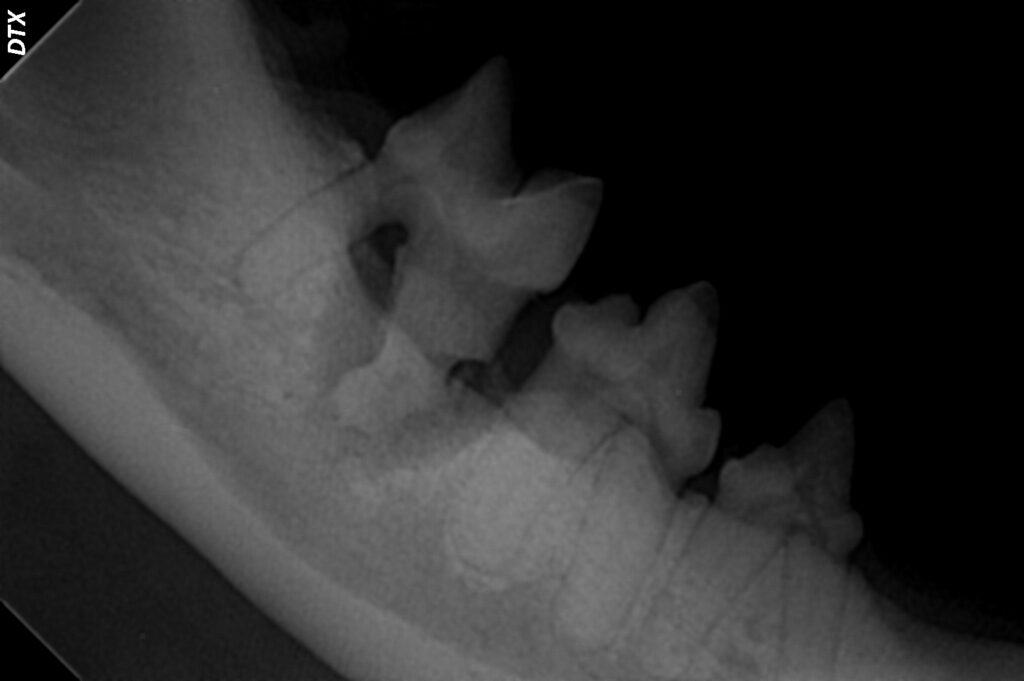 Radiograph of a tooth root abscess in a cat.
